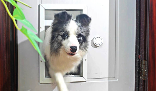 Dog using a pet door in a door