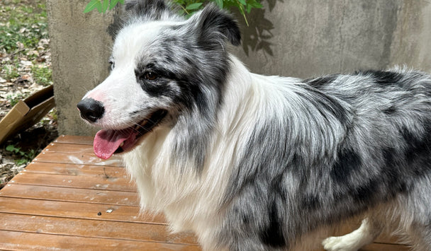 Dog with a black and white coat standing on a wooden deck.
