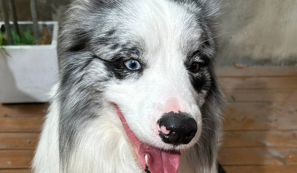 Dog with a black and white coat and blue eyes, standing on a wooden floor.