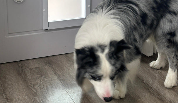 Dog using a pet door in a door