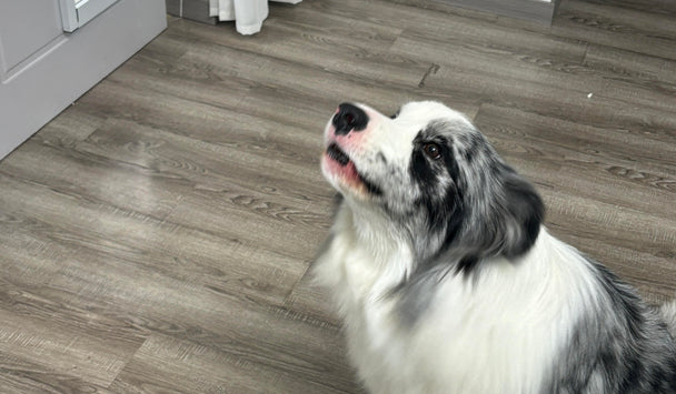 Dog sitting on a wooden floor looking at a pet door.