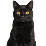 Black cat with yellow eyes on a white background