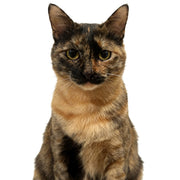 Calico cat on a white background