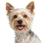 Small dog with a happy expression on a white background