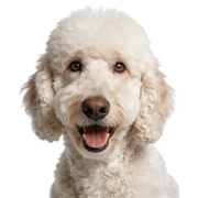 White dog with a fluffy coat on a white background