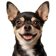 Small black and tan dog with a happy expression on a white background