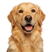 Golden retriever with a happy expression on a white background