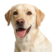 Happy beige dog with a white background