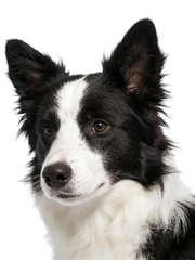 Black and white dog with a white background