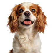 Dog with a happy expression on a white background