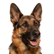 German Shepherd dog on a white background