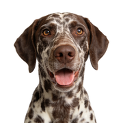 Dog with brown and white coat on a white background