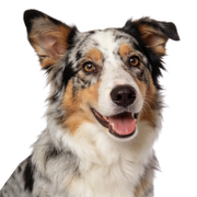 Dog with a white, black, and brown coat on a white background