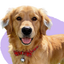Golden retriever wearing a red plaid bow tie with a bell on a white background