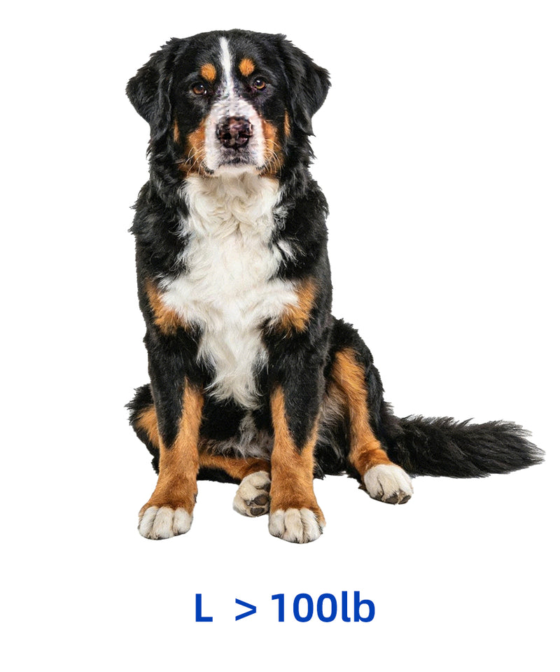 Extra Large