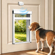 A beagle dog stands beside a pet door installed on a beige interior door, with the dog looking through the opening. The product is a white and silver automatic pet door with a black top sensor unit mounted above the door frame.